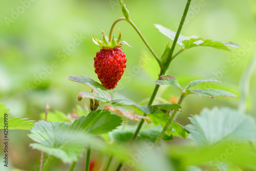 Red wild strawberry (Fragaria vesca) in mid summer