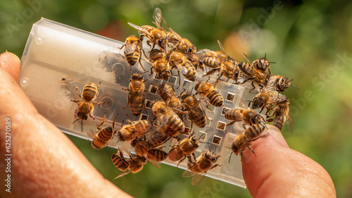 The Queen and her Companions: Beekeeper Holding Bee and Queen Bee Container against a Blurred Background