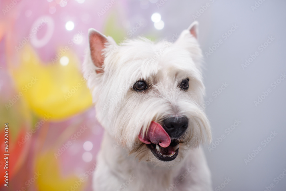 White West Terrier, 3 years, in front of colorful balloons