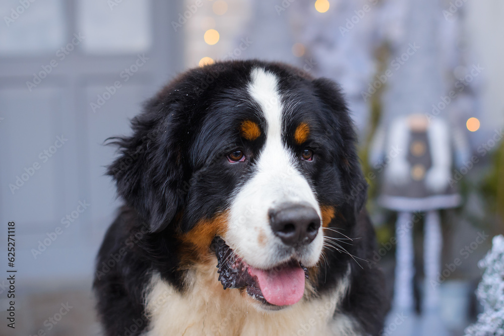 Bernese Mountain Dog against the background of a blue and white veranda of a wooden house