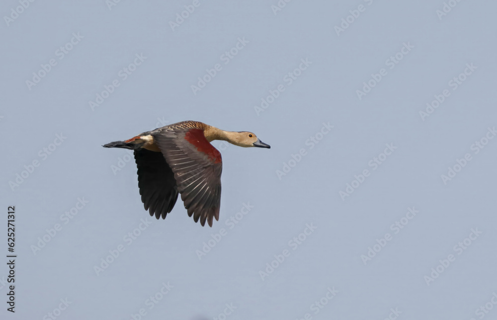 Obraz premium lesser whistling duck or Indian whistling duck is a species of whistling duck that breeds in the Indian subcontinent and Southeast Asia.