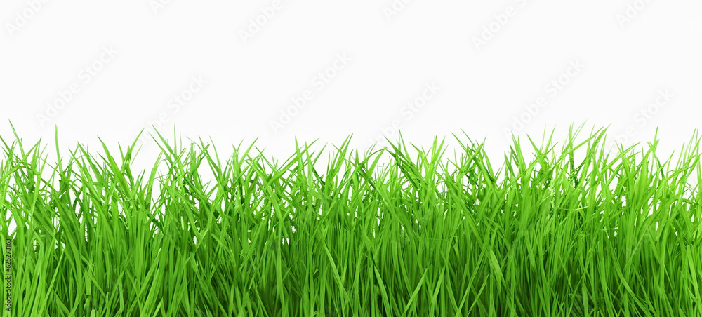 Green grass isolated on a white background Green grass isolated on a white background