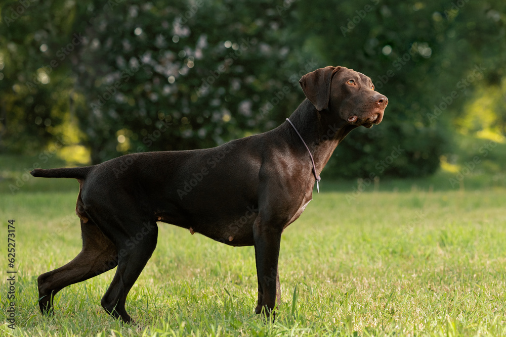 German Shorthaired Pointer standing on lawn and looking up, side view. Dog on point German Shorthaired Pointer standing on lawn and looking up, side view. Dog on point