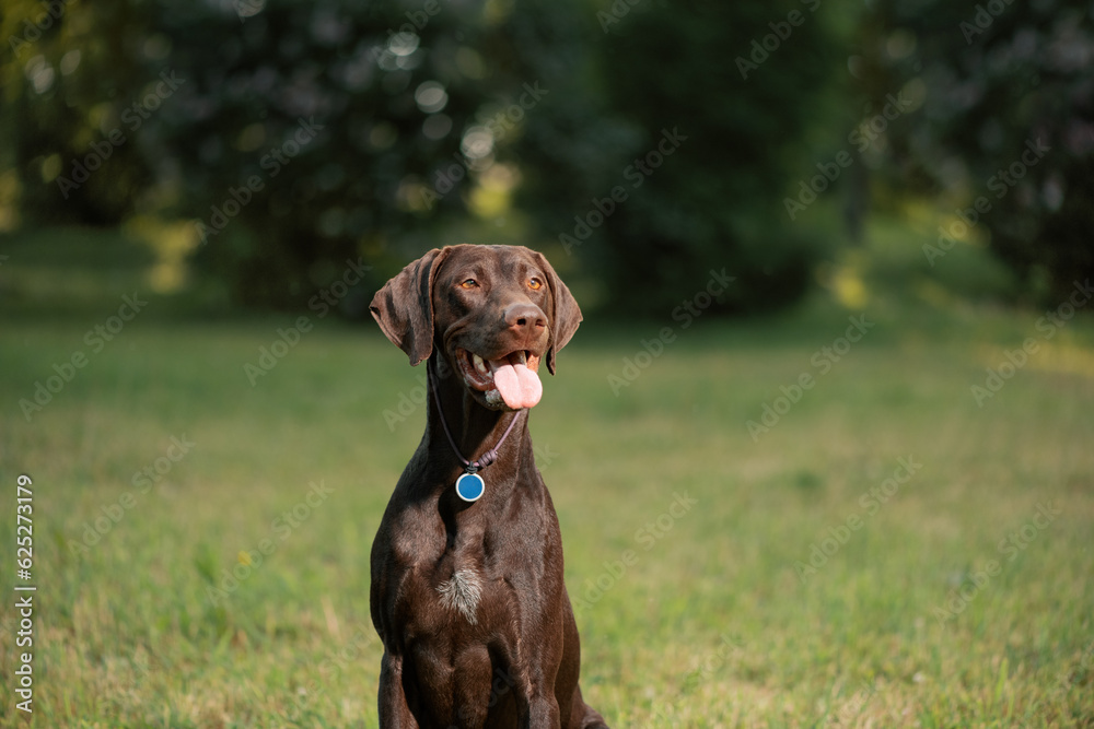 German Shorthaired Pointer sitting in park, dog portrait in outdoors