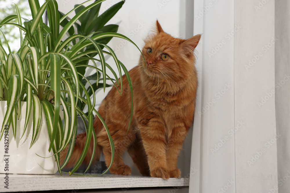 Adorable cat near green houseplants on windowsill at home