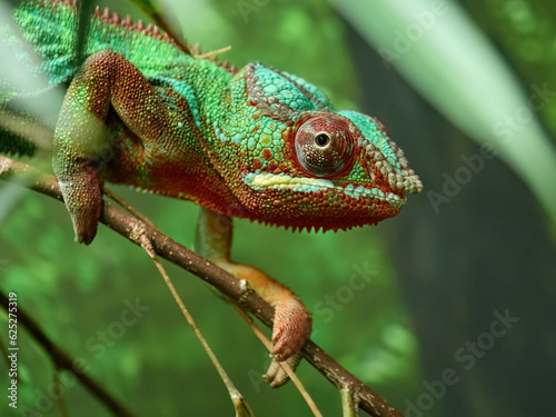 Panther chameleon (Furcifer pardalis) © dennisjacobsen