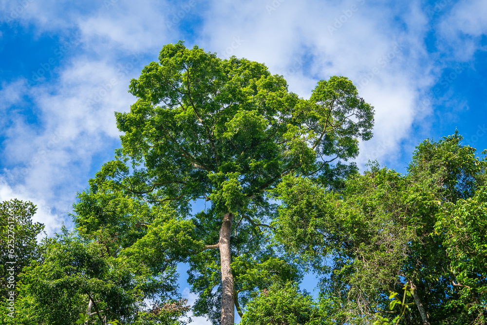 Fototapeta premium The big tropical tree with sky background, view from below. Scientific name Dipterocarpus alatus or Yang Na Yai tree or Dipterocarpaceae, Malaysia