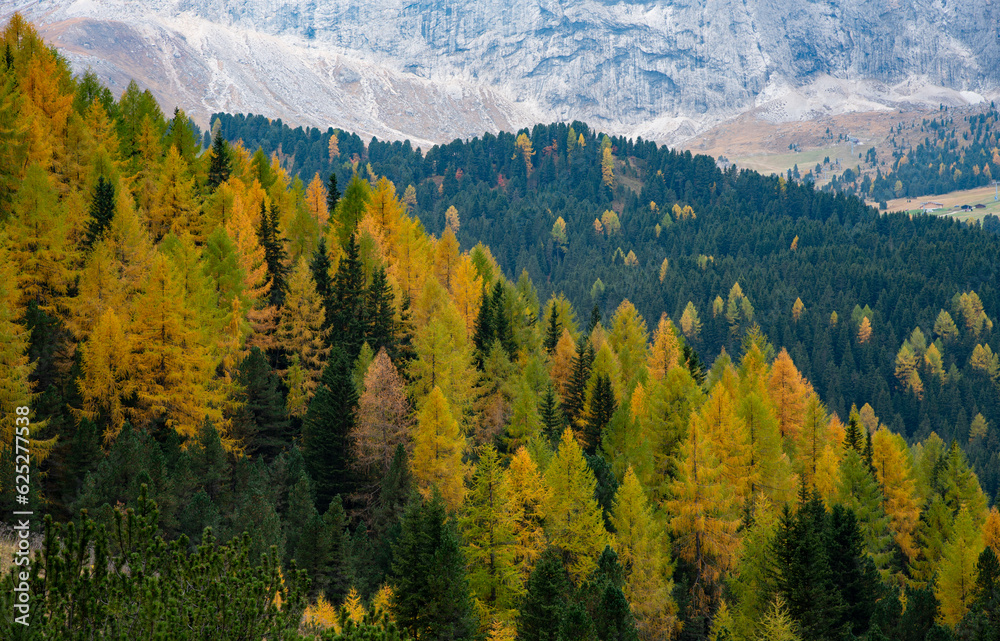 Yellow larches glowing in the forest  on the edge of the  rocky mountain in autumn.