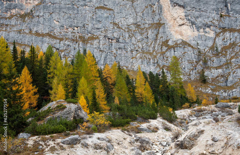 Larche trees glowing on the edge of the rocky mountain in autumn. Autumnal landscape in the forest.