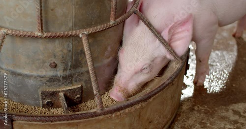 Pigs eating food from feeder.Piglet eats food.