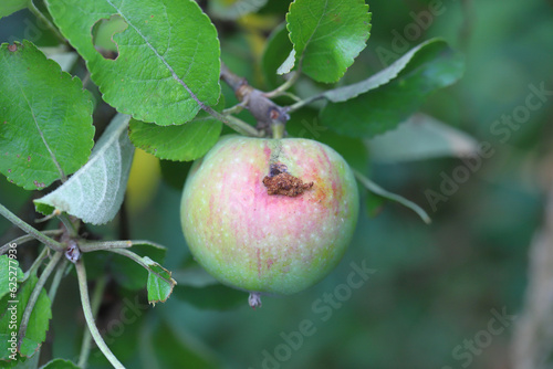 An infestation of codling moth can be recognized by the small holes in the apple (Cydia pomonella)