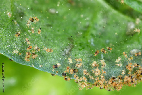 Tetranychus urticae (red spider mite or two-spotted spider mite) is a species of plant-feeding mite a pest of many plants. Mite grouping on sugar beet leaf.