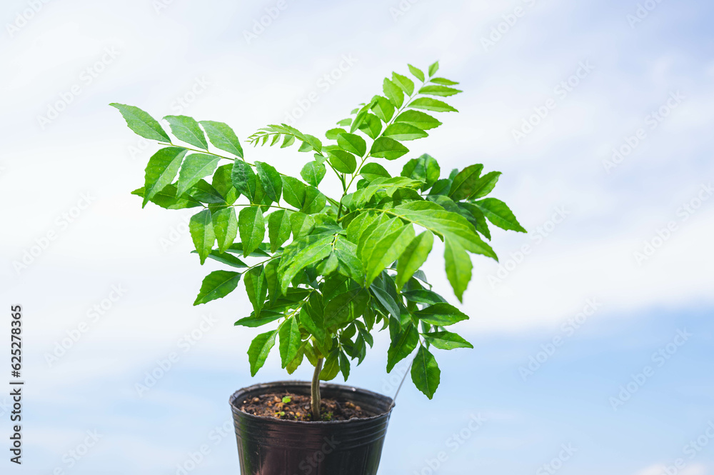 Obraz premium カレーリーフの苗