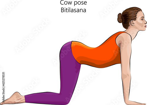 Young woman practicing yoga exercise, doing Cow pose or Dog pose. Bitilasana. Arm Leg Support and Backbend. Beginner. Isolated vector illustration.