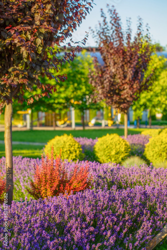 Lush Lavender Haven: A Designer's Delight in Backyard Landscaping © maykal