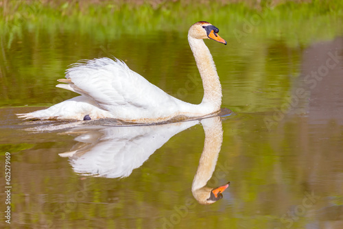 swan on the lake