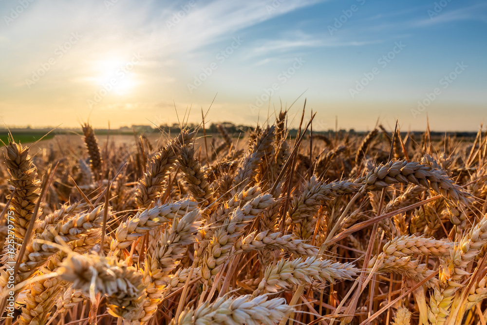 Fototapeta premium An agricultural field of wheat, ready to be harvested by the farmer during a sunset on a warm summer evening with partial clouds creating an awesome evening in the outskirts of Maastricht