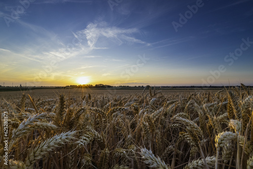 An agricultural field of wheat, ready to be harvested by the farmer during a sunset on a warm summer evening with partial clouds creating an awesome evening in the outskirts of Maastricht photo