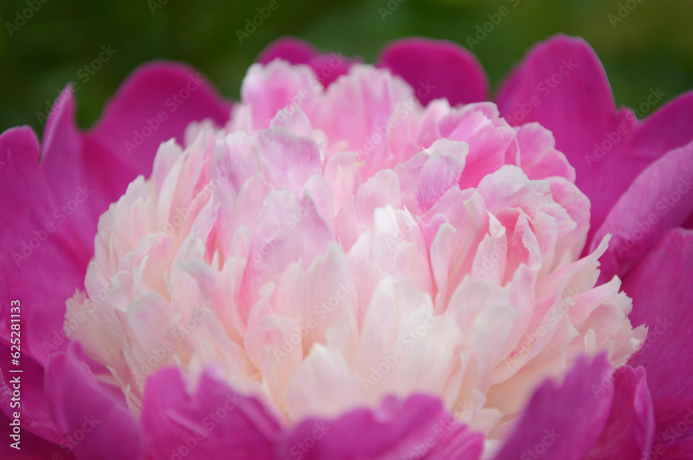 Closeup of a pink peony flower