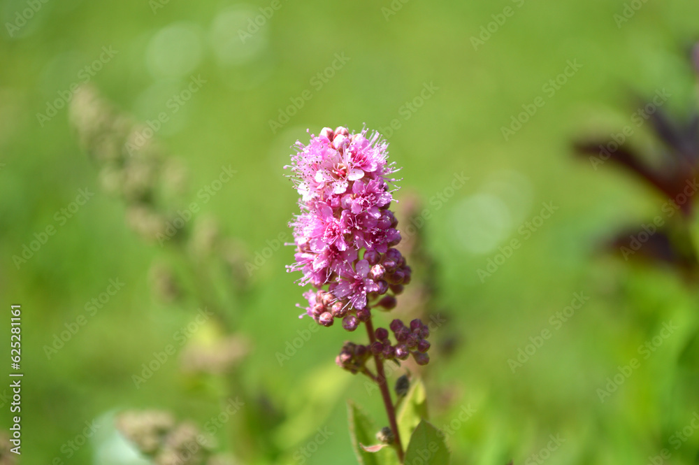 Closeup of a pink spiraea branch Closeup of a pink spiraea branch