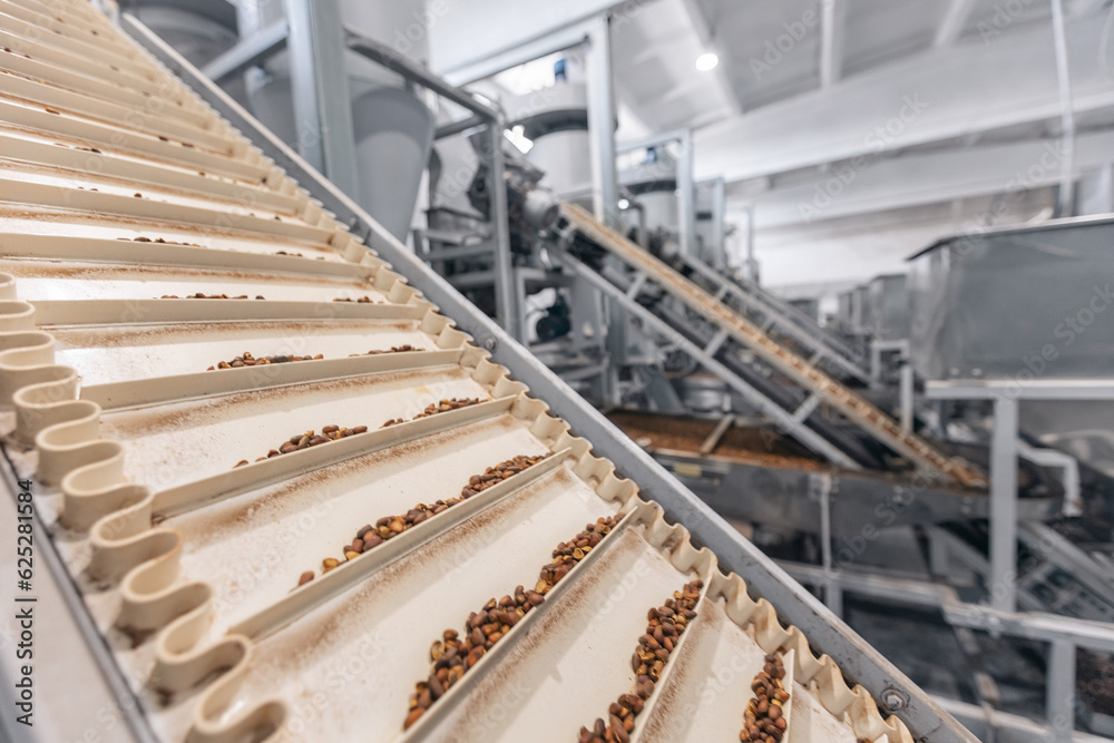 Raw ripe fresh brown pine nuts in shell on conveyor. Industrial organic food factory