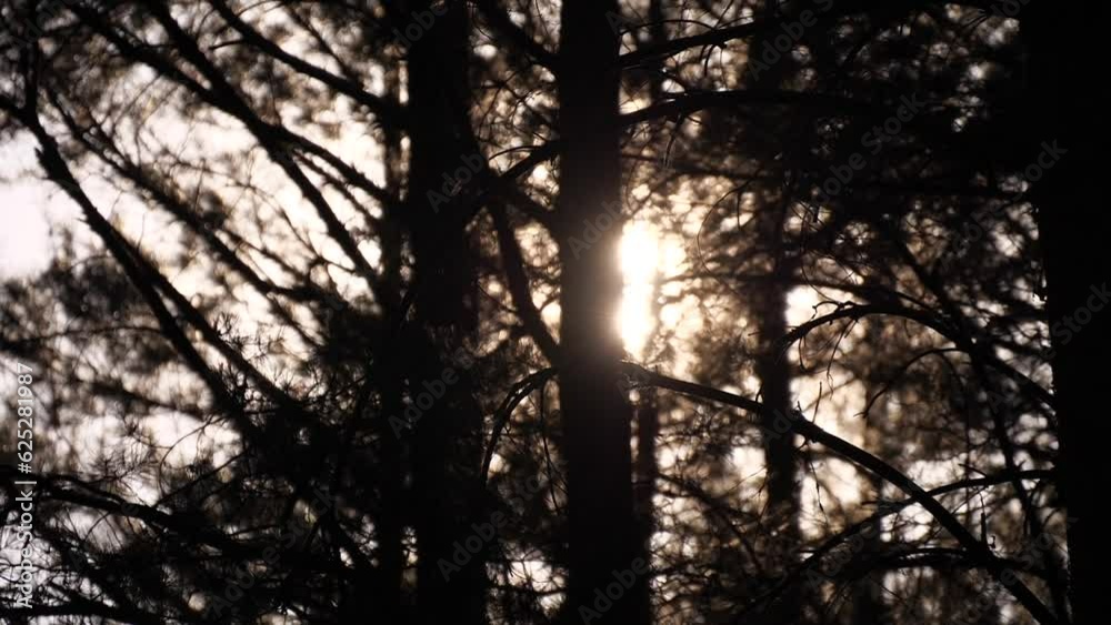 custom made wallpaper toronto digitalthe sun shines through the dark forest