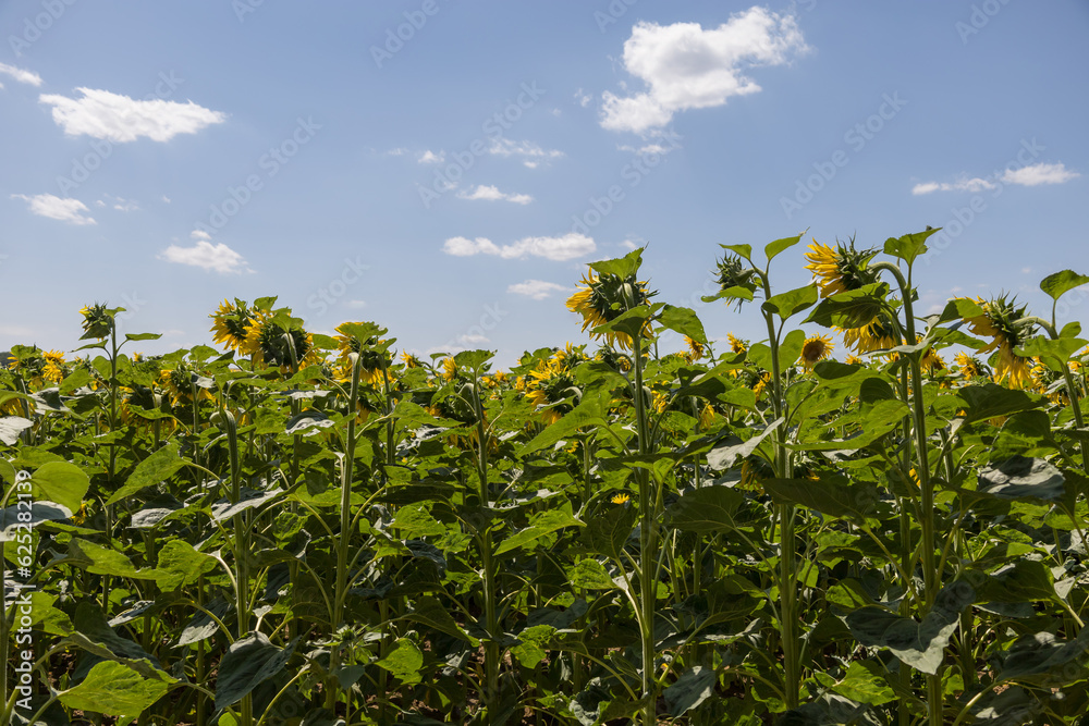 Beautiful yellow sunflower flower - Heliantheae in a spring field. Beautiful yellow sunflower flower - Heliantheae in a spring field.