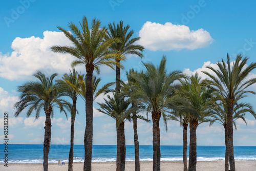 Summer palm tree grove on beach © Cinematographer