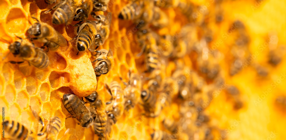Wall Mural Majestic Bee Matrons: Queen Bees Reign on Honeycomb Cells