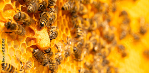 Majestic Bee Matrons: Queen Bees Reign on Honeycomb Cells