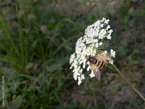 The The Large Hoverfly Volucella inanis Volucella inanis photo