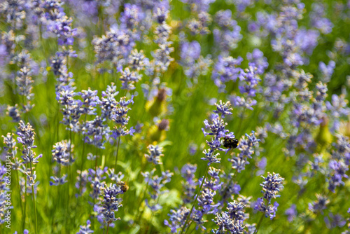 Field of flowers with insects, close-up © Milch.der