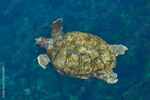 Sea turtle swimming in blue water