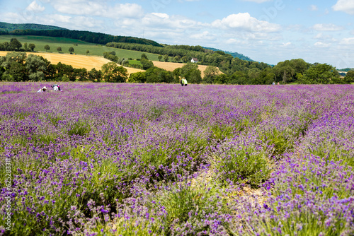Beautiful lavender field in Germany