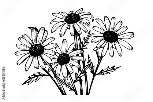 Hand drawn chamomile ink sketch. Daisy bouquet engraving vector illustration.