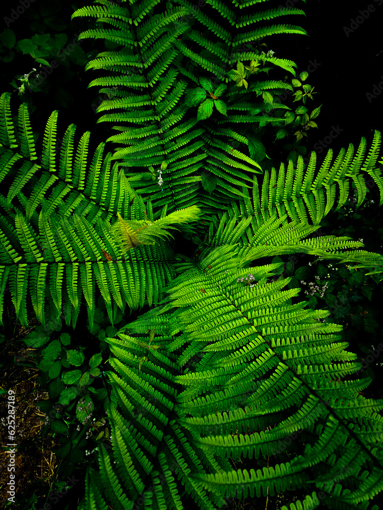 fern leaves fern leaves