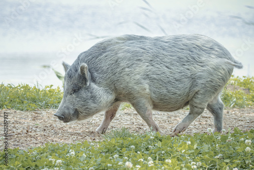 A grey female pig walks on the ground and waves its tail. Grey pig close-up portrait with green grass background. 