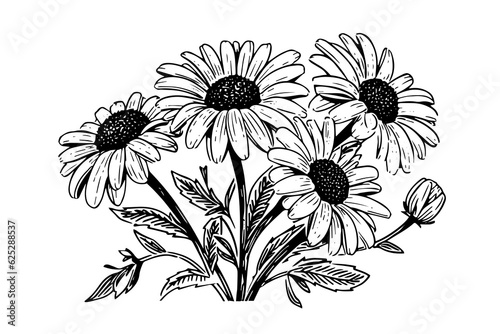 Hand drawn chamomile ink sketch. Daisy bouquet engraving vector illustration.