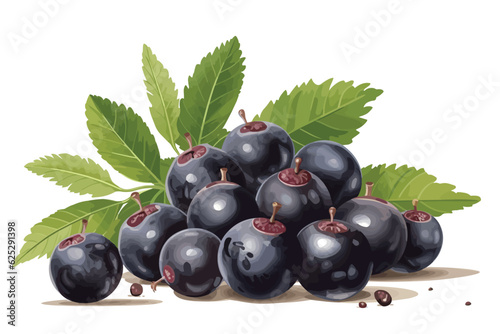 Chokeberry with leaf isolated on white background. Black abronia. Acai berry vector white background 