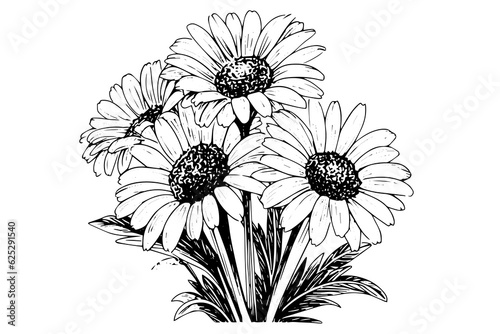 Hand drawn chamomile ink sketch. Daisy bouquet engraving vector illustration.