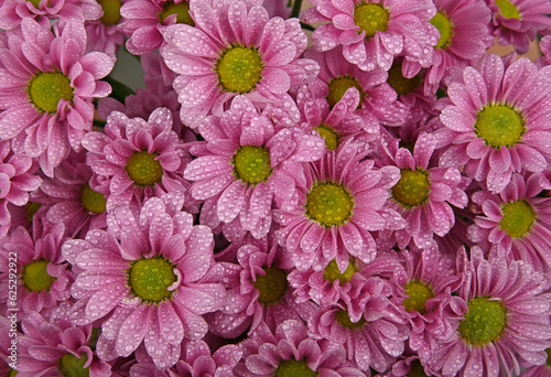 Close up background of pink chrysanthemum flowers © breakingthewalls