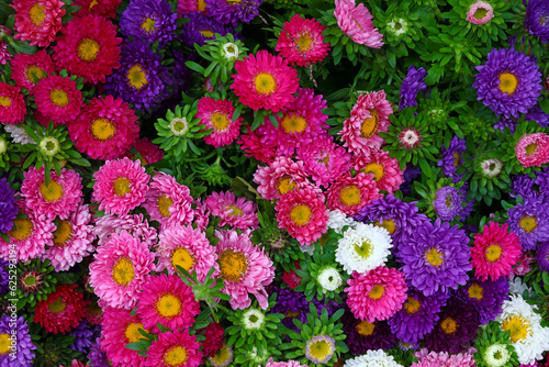 Close up background of colorful chrysanthemum flowers