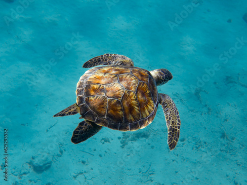 A graceful sea turtle from Cyprus, Mediterranean Sea
