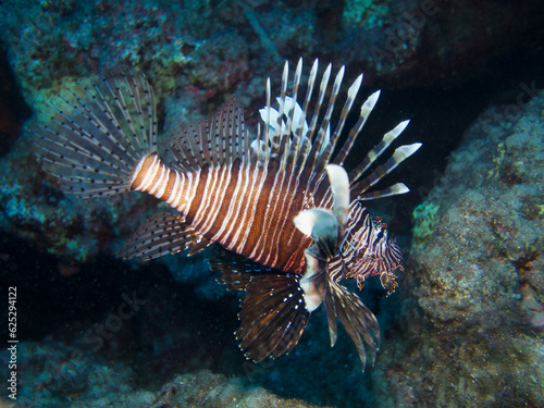 Invasive lionfish from the Red Sea now living in Cyprus 