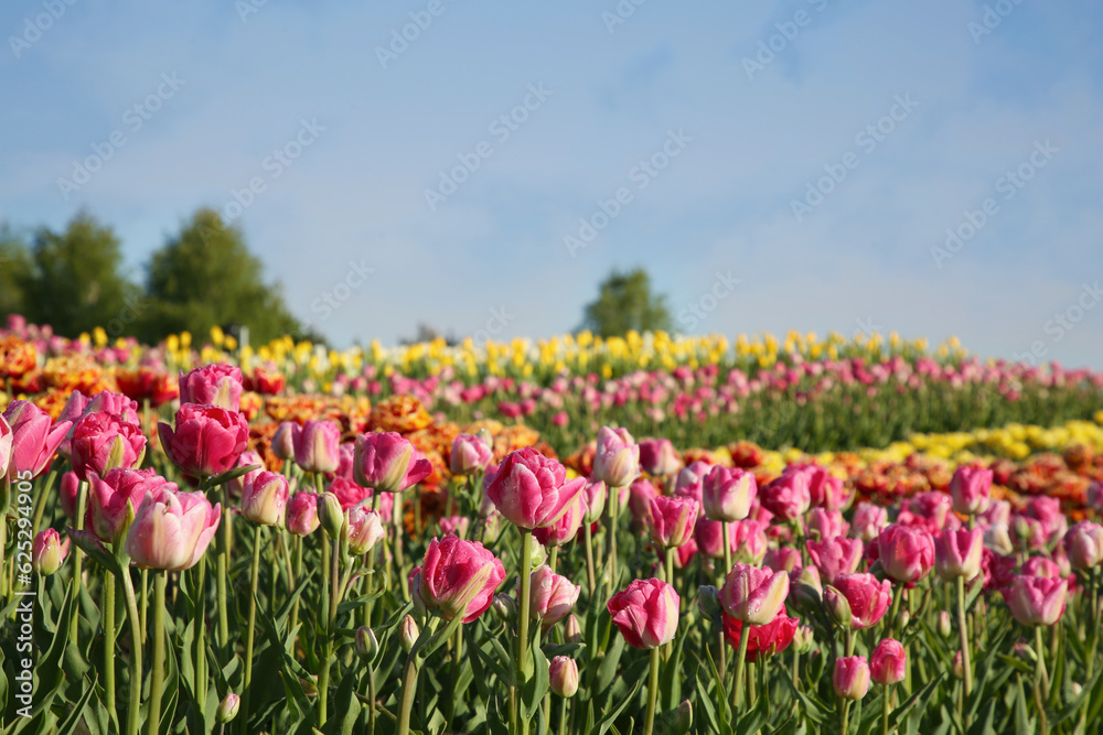 Beautiful colorful tulip flowers growing in field on sunny day Beautiful colorful tulip flowers growing in field on sunny day