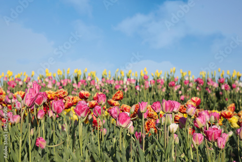 Fototapeta Naklejka Na Ścianę i Meble -  Beautiful colorful tulip flowers growing in field on sunny day