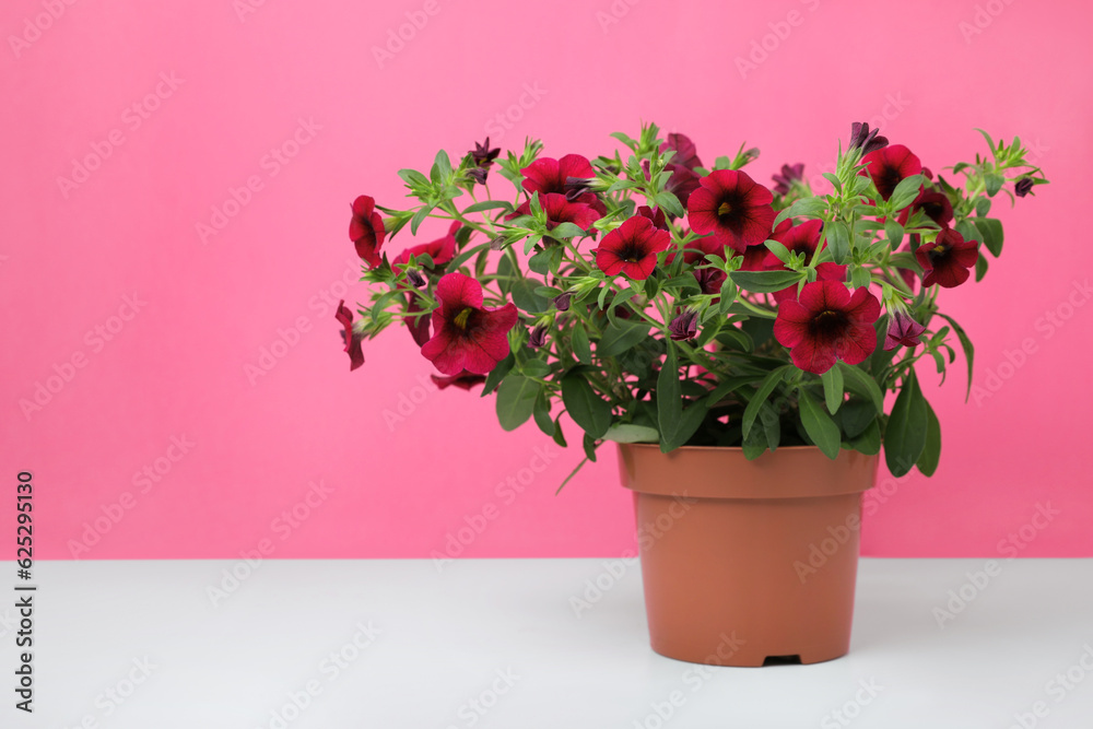 Beautiful potted petunia flower on white table against pink background. Space for text