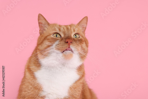 Fototapeta Naklejka Na Ścianę i Meble -  Cute cat showing tongue on pink background