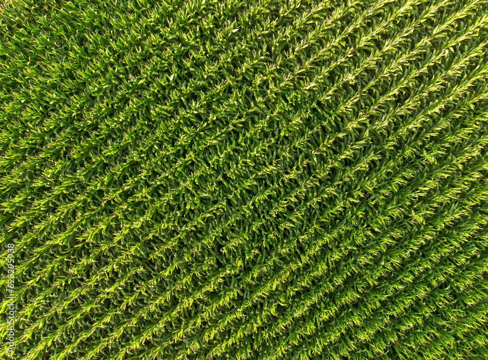 Aerial view of a corn field in summer. Green background. Drone point of view.
