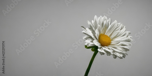 white daisy flower close up isolated on gray background, panorama
